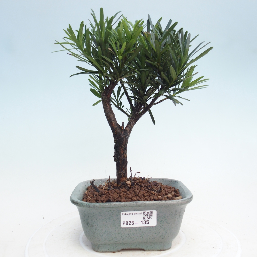 Room bonsai - Podocarpus - Stone Yew