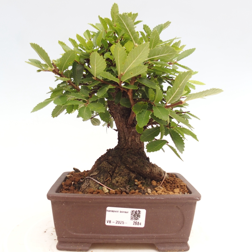 Outdoor bonsai - Zelkova - Zelkova NIRE