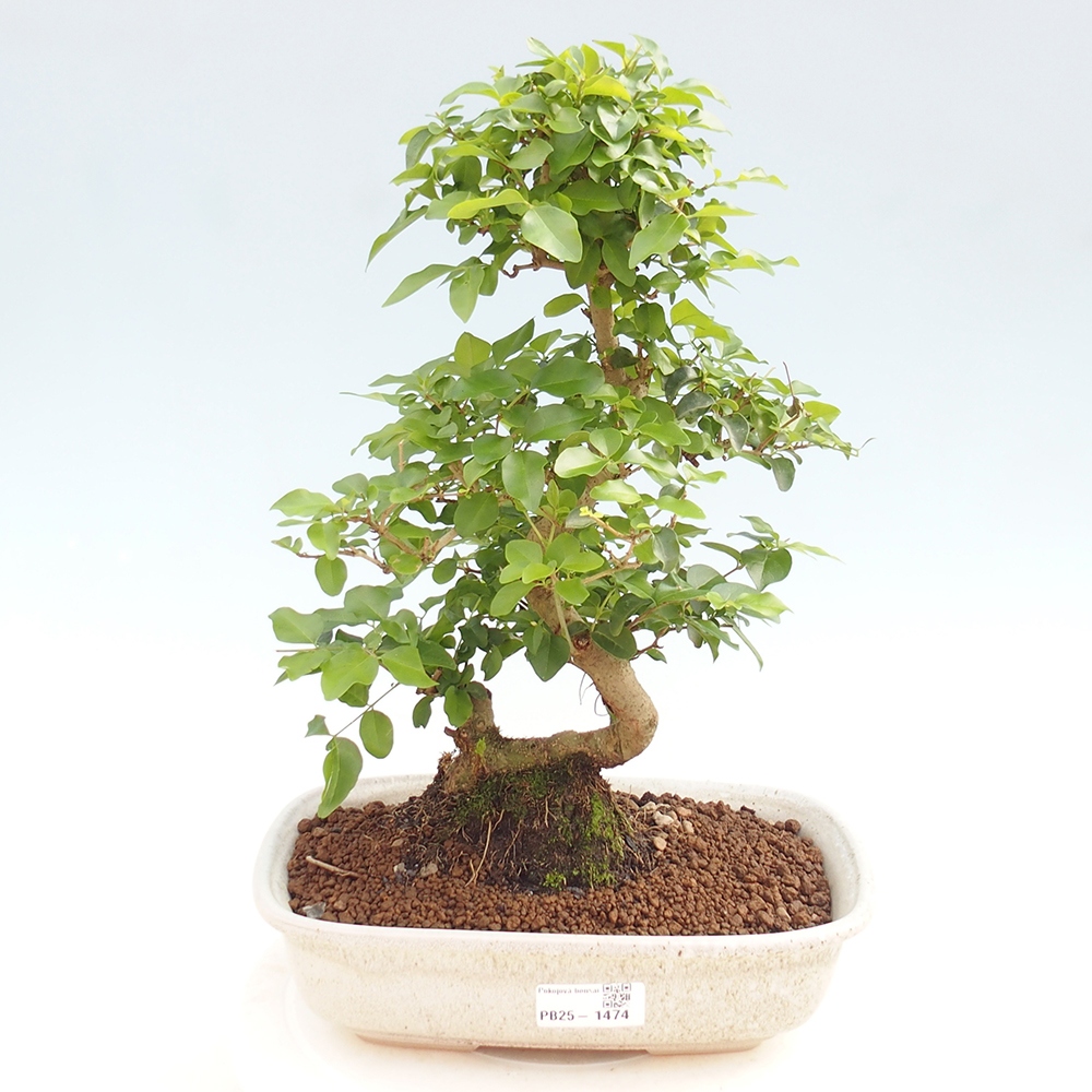Room bonsai -Ligustrum chinensis - privet