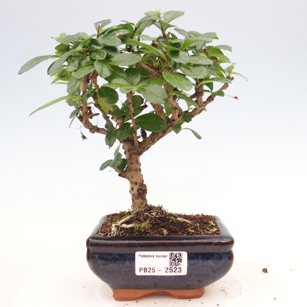 Indoor bonsai - Carmona macrophylla - Fuki tea
