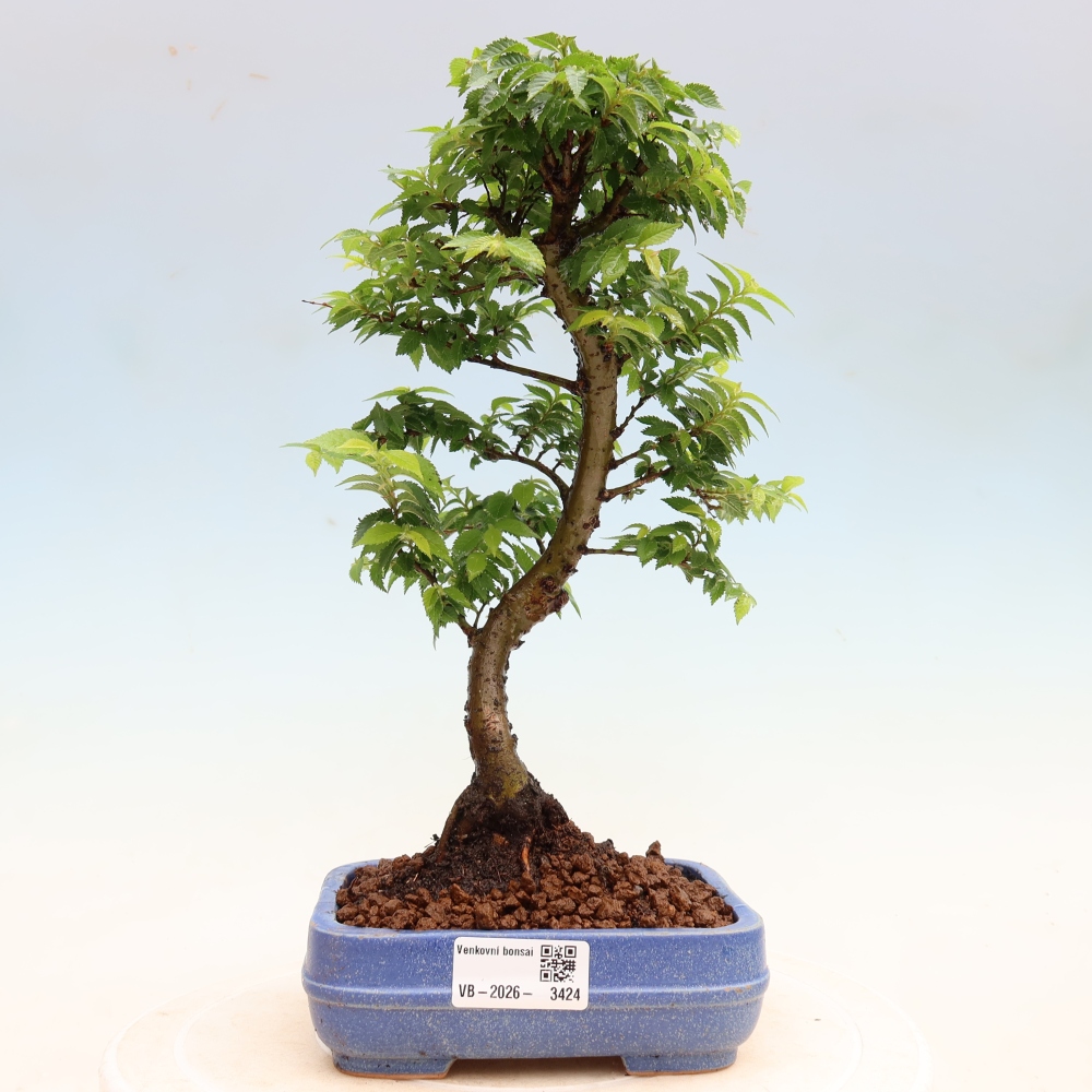 Outdoor Bonsai - Ulmus Jacqueline Hillier - European White Elm