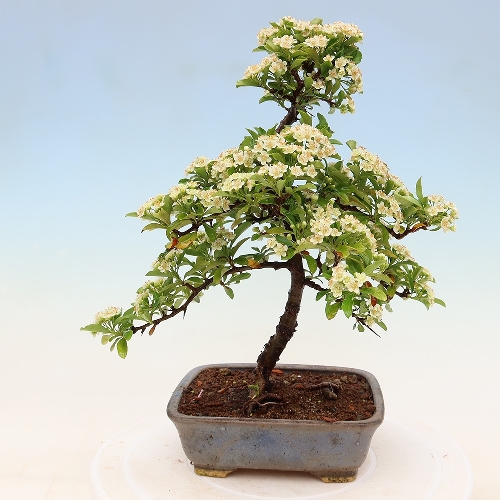 Outdoor Bonsai - Pyracantha teton - Scarlet Firethorn