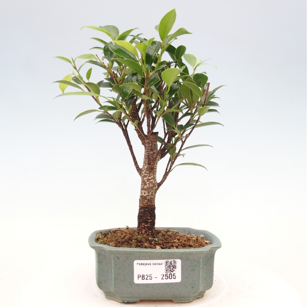 Indoor bonsai - Small-leaved ficus - Ficus kimmen