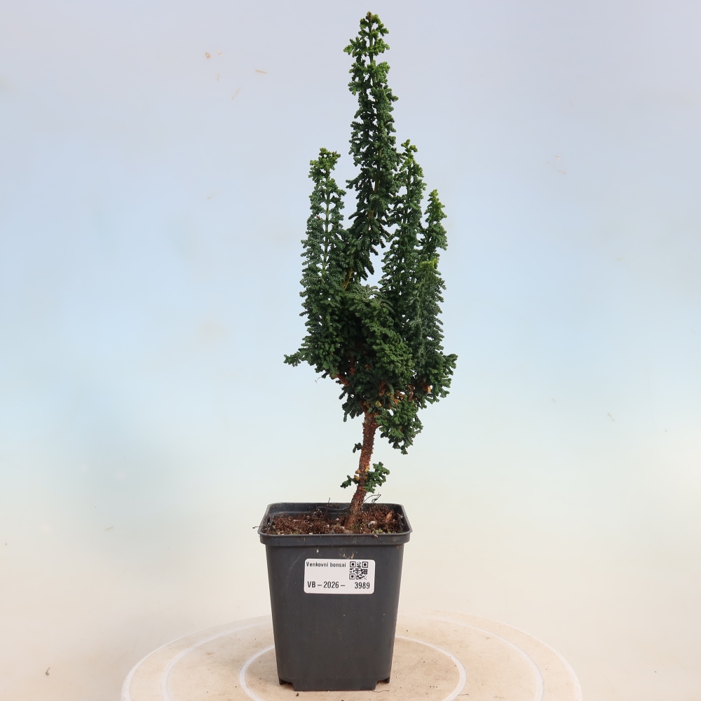 Outdoor bonsai - Cham. obtusa SEKKA HINOKI - Cypress