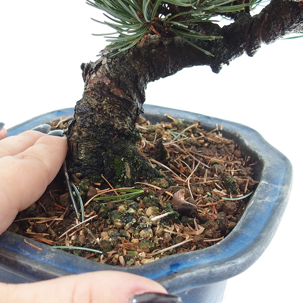 Outdoor bonsai - Pinus parviflora - Small pine tree