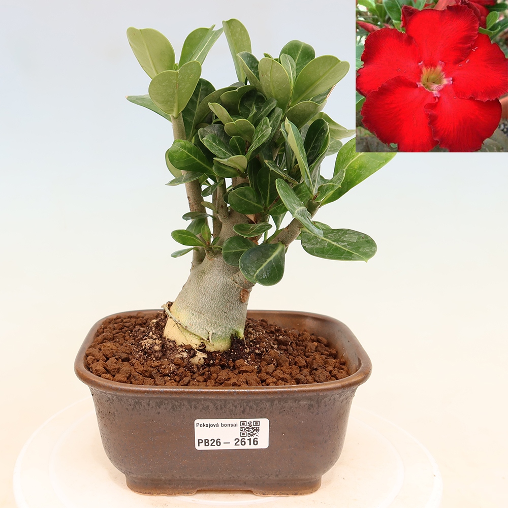 Indoor Bonsai - Adenium obesum Red Star - Desert Rose