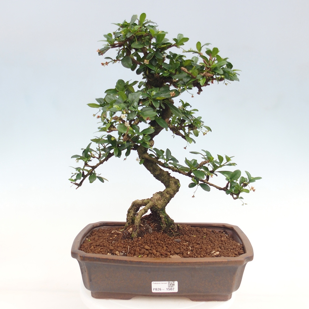 Room bonsai - Carmona macrophylla - Tea fuki