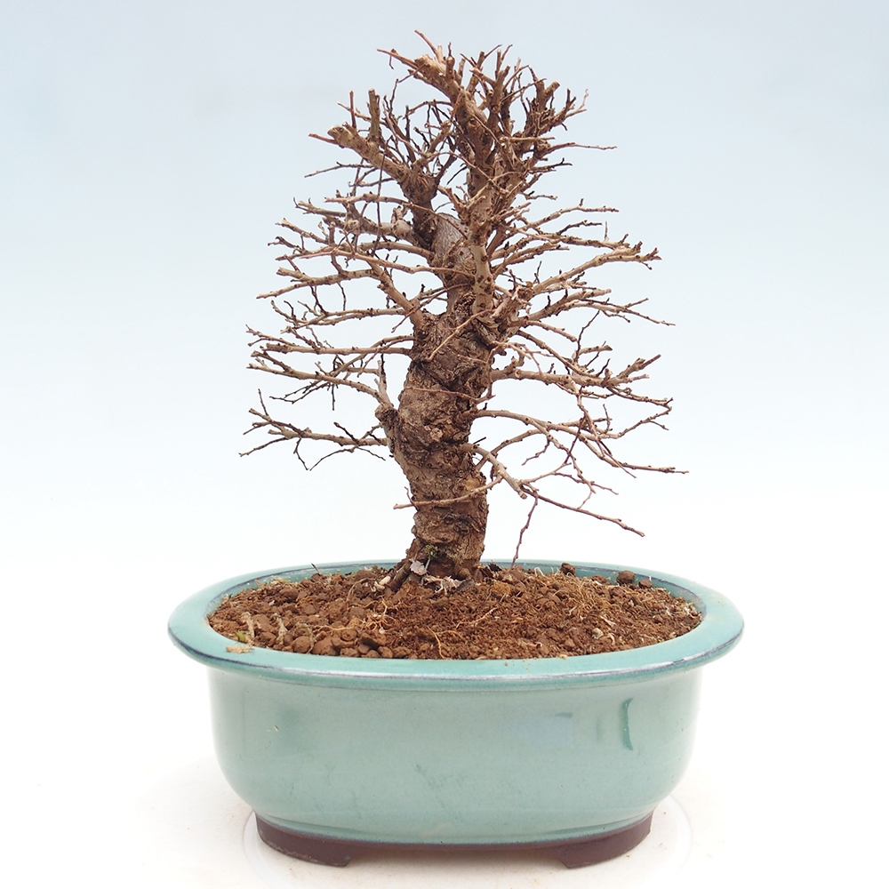 Outdoor bonsai - Zelkova - Zelkova NIRE