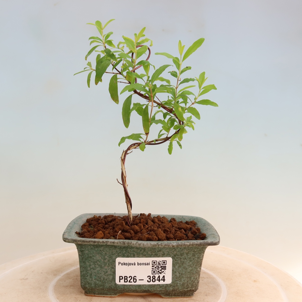 Room bonsai-PUNICA granatum nana-Granate apple