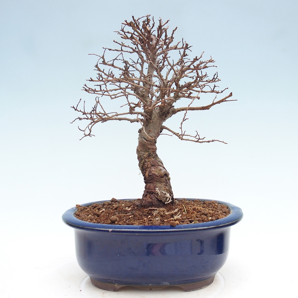 Outdoor bonsai - Zelkova - Zelkova NIRE
