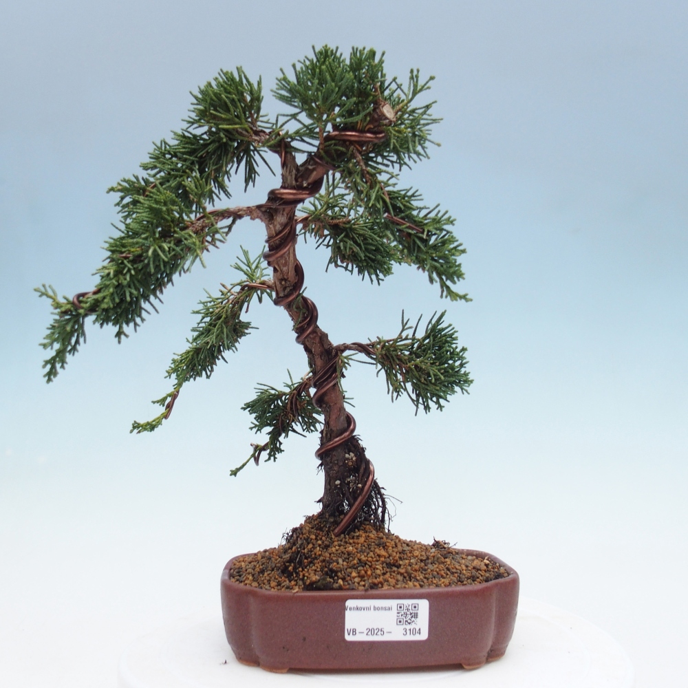 Outdoor bonsai - Juniperus chinensis Kishu - Chinese Juniper