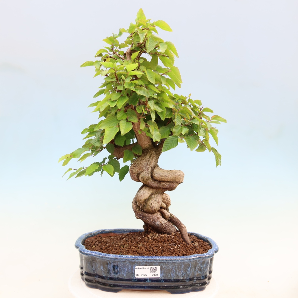 Outdoor bonsai -Carpinus coreana - Korean Hornbeam