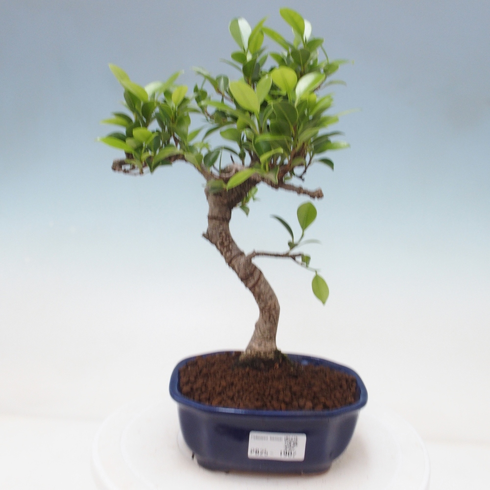 Indoor bonsai - Ficus retusa - small ficus