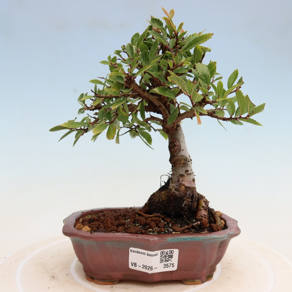 Outdoor bonsai - Zelkova - Zelkova NIRE