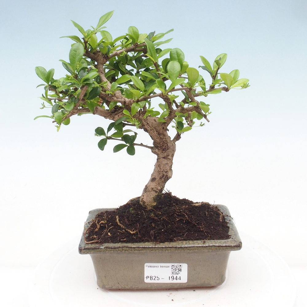 Indoor bonsai - Carmona macrophylla - Fuki tea