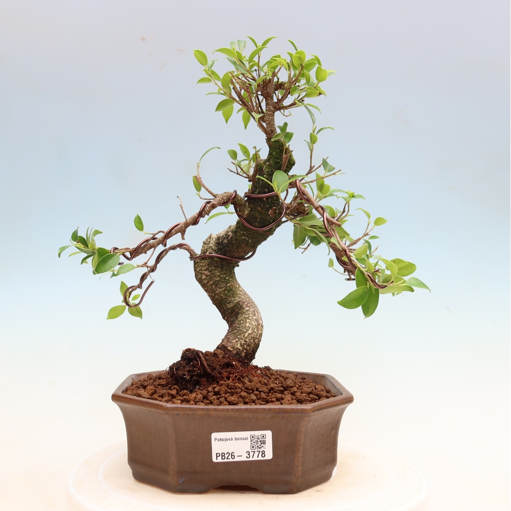 Room bonsai - Ficus kimmen - small-leaved ficus