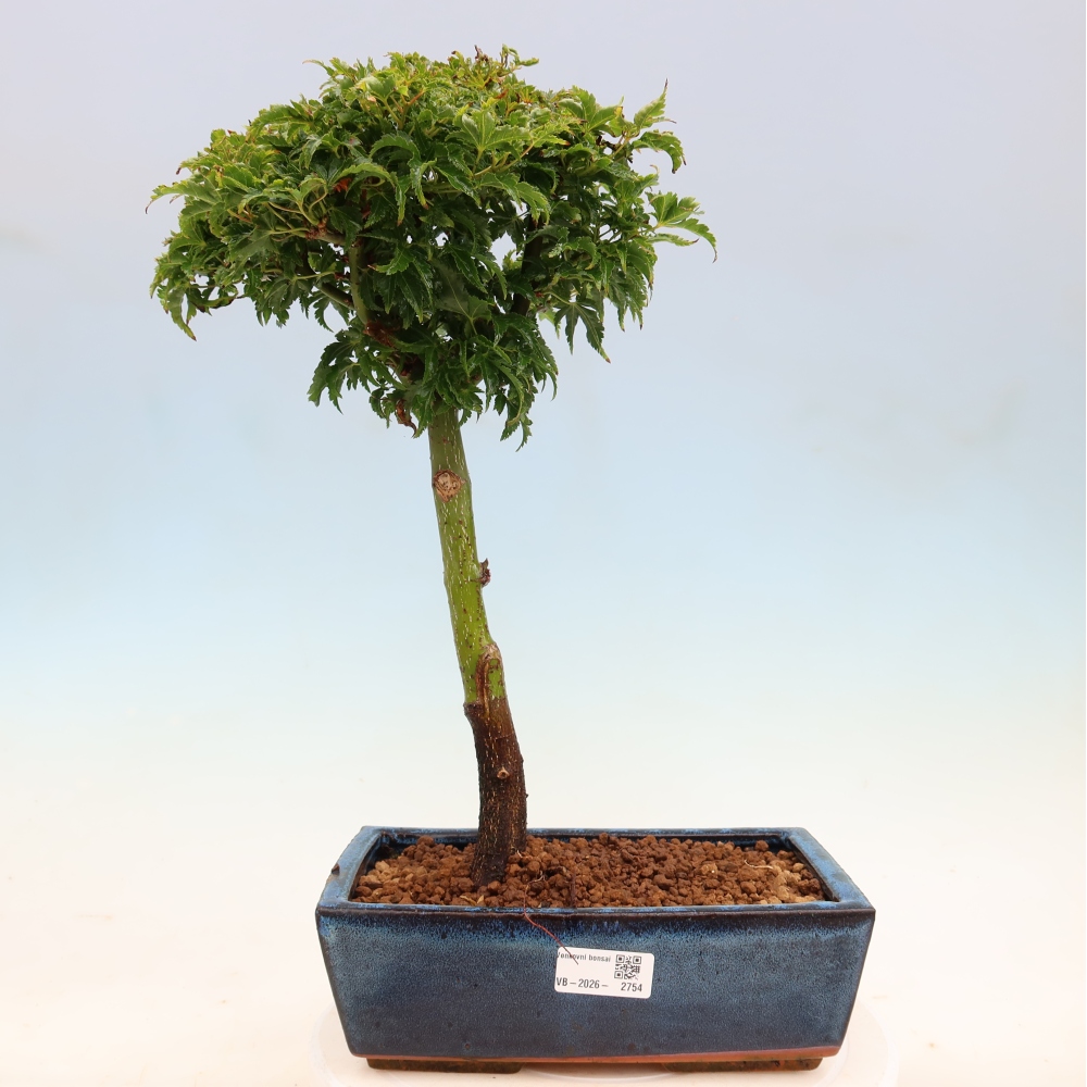 Outdoor bonsai -Javor palm Acer palmatum Shishigashira