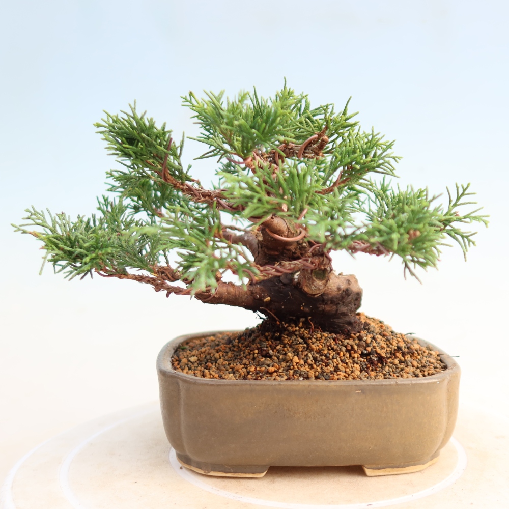 Outdoor bonsai - Juniperus chinensis Itoigawa - Chinese juniper