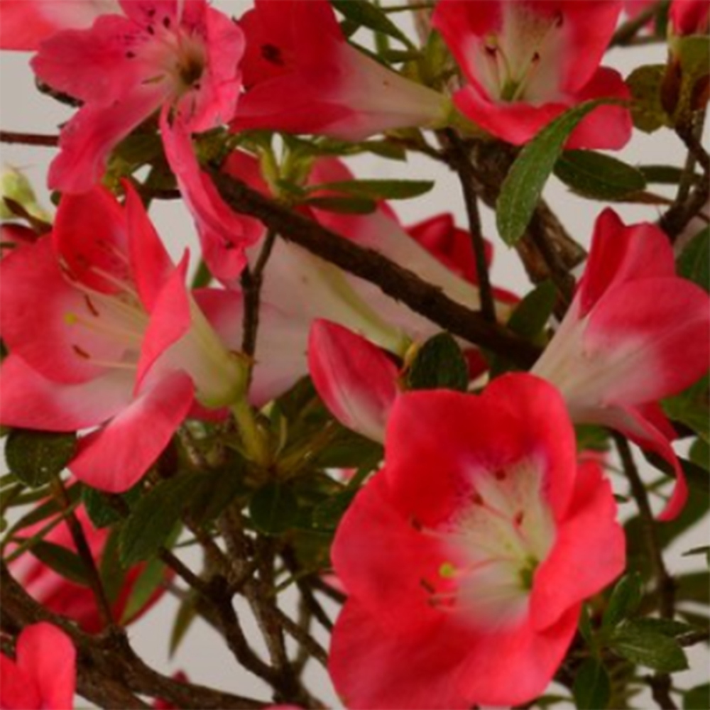 Outdoor bonsai - Japanese Azalea - Azalea Beniko