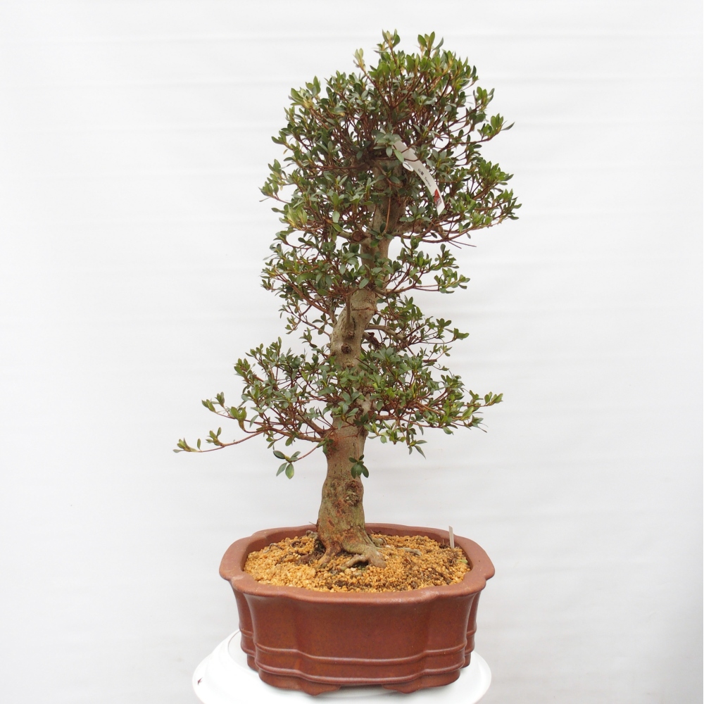 Outdoor bonsai - Japanese Azalea - Azalea Sansai