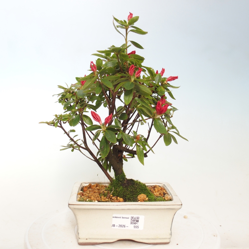 Outdoor bonsai - Japanese azalea - Azalea sp.