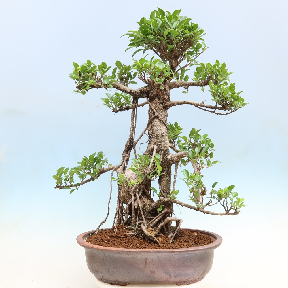 Room bonsai - Ficus kimmen - small-leaved ficus