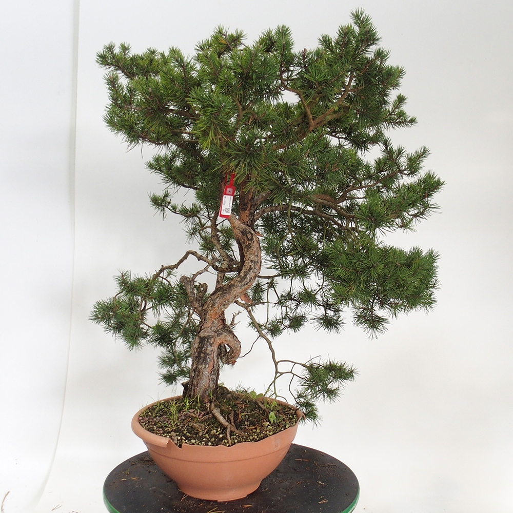 Yamadori - Pinus sylvestris Spain