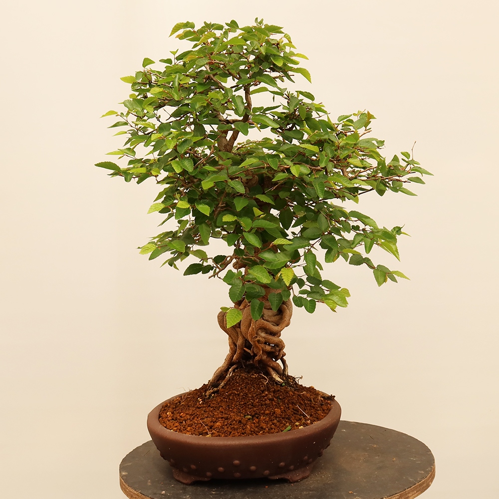 Outdoor bonsai - Carpinus Coreana - Korean hornbeam