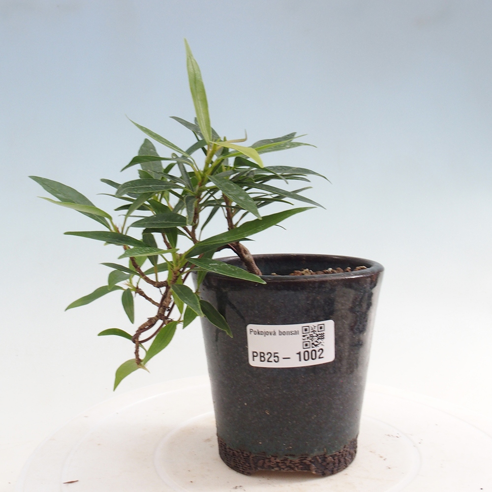 Indoor bonsai - Ficus nerifolia - small-leaved ficus
