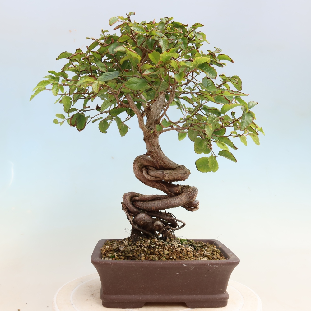 Outdoor bonsai -Carpinus CARPINOIDES - Korean Hornbeam