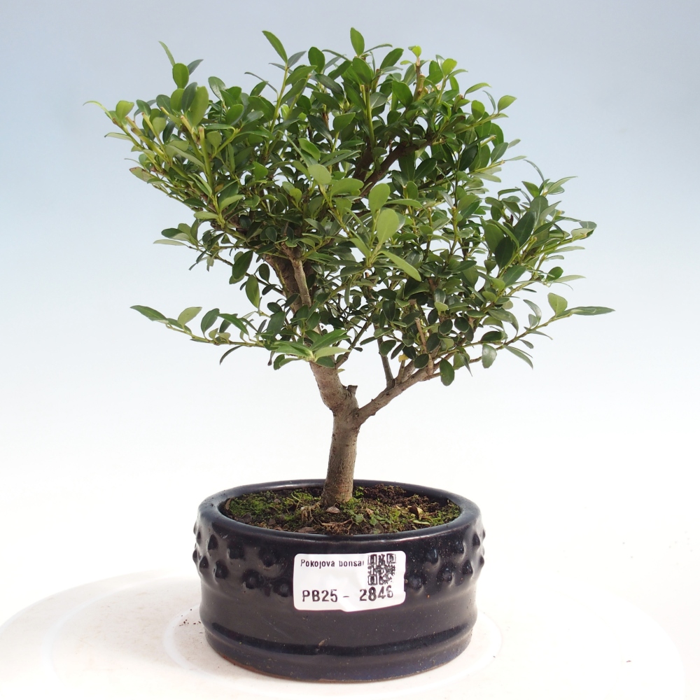 Indoor bonsai - Ilex crenata - Holly