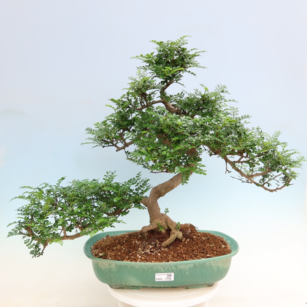 Room bonsai - Zantoxylum piperitum - pepper tree
