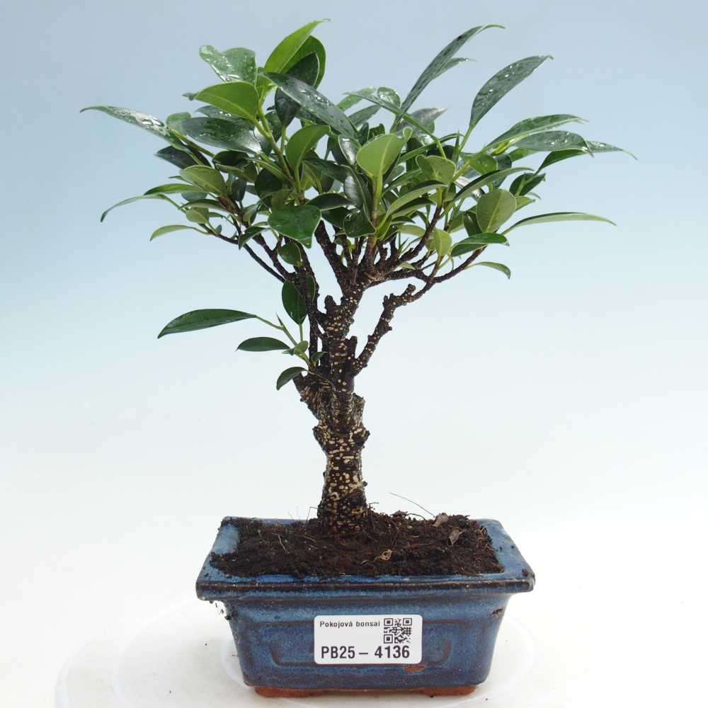 Room bonsai Ficus retusa kimmen