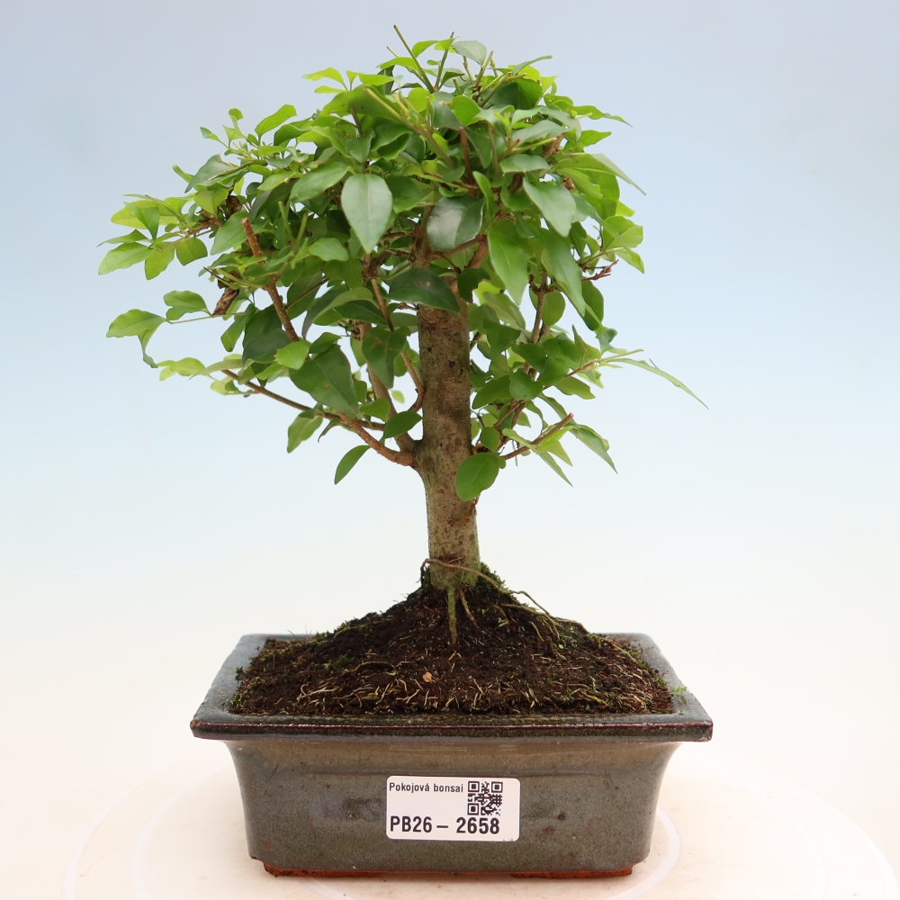 Room bonsai -Ligustrum chinensis - Birds Beak