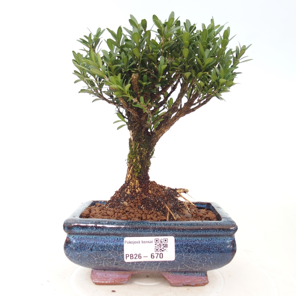 Room bonsai - Buxus harlandii - cork buxus