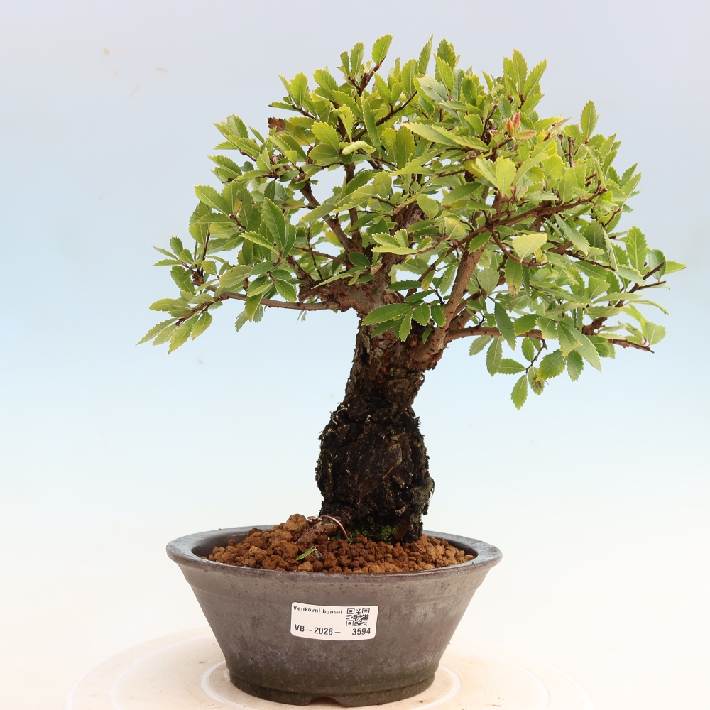 Outdoor bonsai - Zelkova - Zelkova NIRE