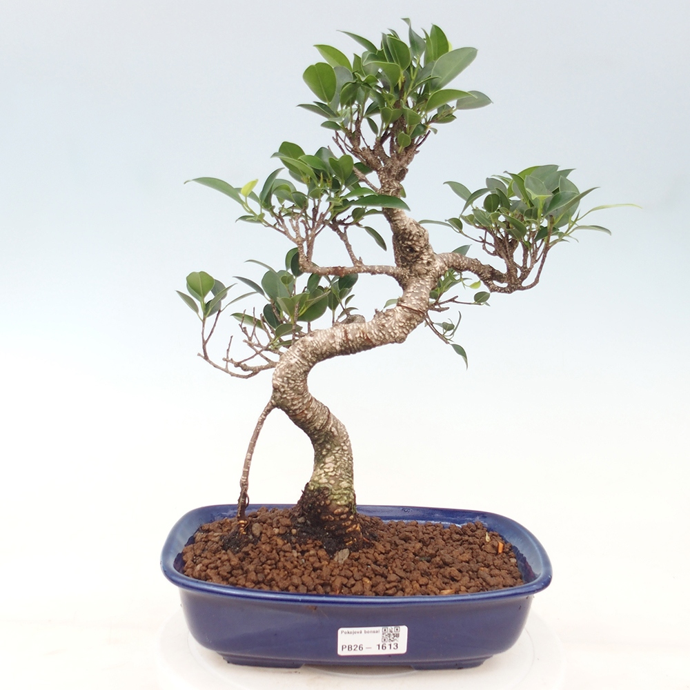 Room bonsai - Ficus kimmen - small-leaved ficus