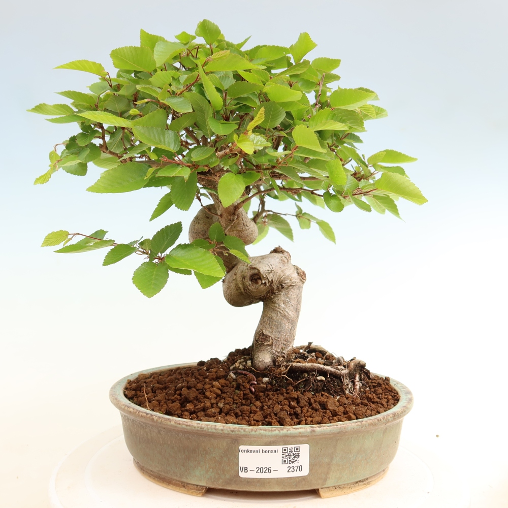 Outdoor bonsai -Carpinus coreana - Korean Hornbeam