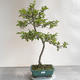 Outdoor bonsai - Malus sp. - Small-fruited apple tree - 1/5