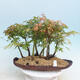 Acer palmatum - Maple - grove - 1/4