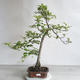 Outdoor bonsai - Malus sp. - Small-fruited apple tree - 1/5