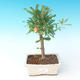 Room bonsai-PUNICA granatum nana-Pomegranate - 1/4