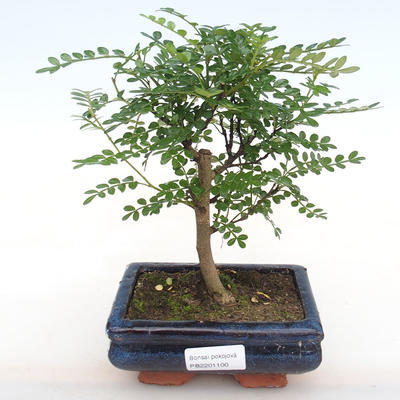 Indoor bonsai - Zantoxylum piperitum - Pepper PB2201100 - 1