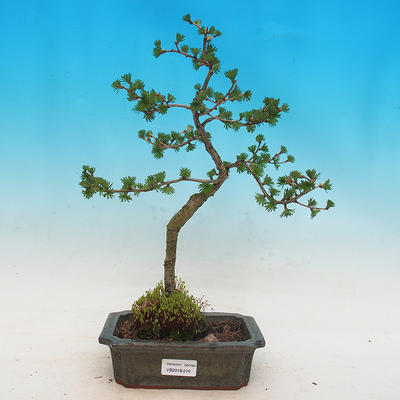 Outdoor bonsai -Larix decidua - Larch deciduous