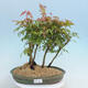 Acer palmatum - Maple - grove - 1/4
