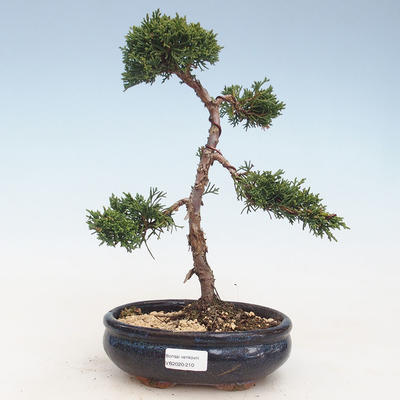 Outdoor bonsai - Juniperus chinensis - Chinese juniper VB-2020-210