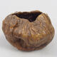 Ceramic Shell 8 x 8 x 5.5 cm, color brown - 1/3