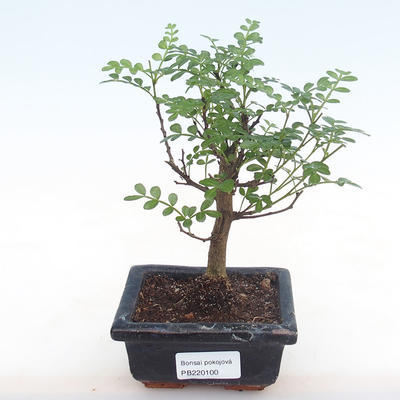 Indoor bonsai - Zantoxylum piperitum - pepper tree PB220100 - 1
