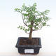 Indoor bonsai - Zantoxylum piperitum - pepper tree PB220100 - 1/5