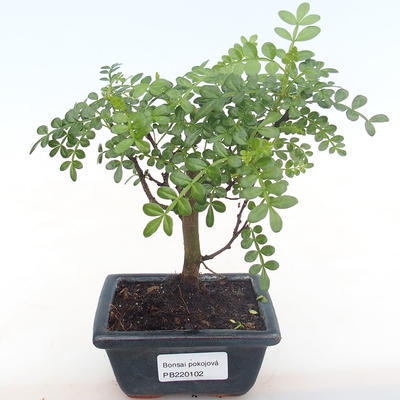 Indoor bonsai - Zantoxylum piperitum - pepper tree PB220102 - 1